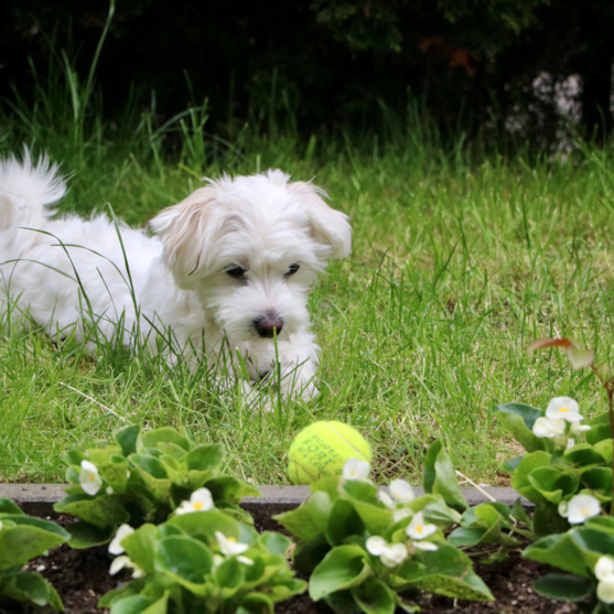 Small Maltese dog playing with a tennis ball in grass